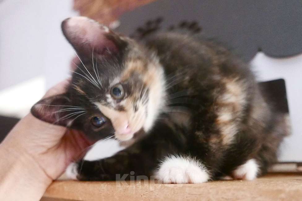 Кошки в Красногорске: Трехцветка Бусечка Девочка, 50 руб. - фото 6