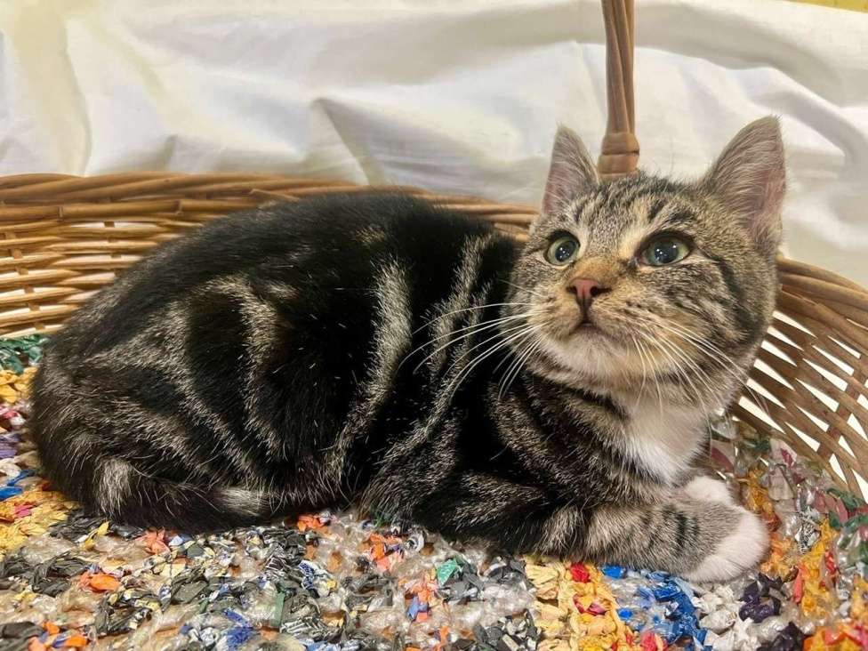 Кошки в Санкт-Петербурге: Мраморный котенок Пушик. 3 месяца Мальчик, Бесплатно - фото 3