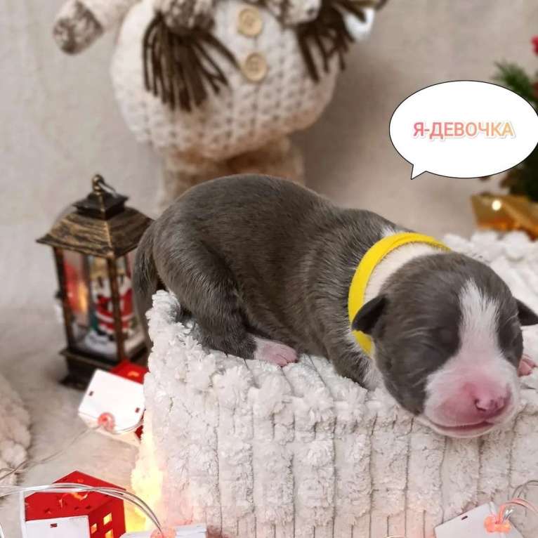 Собаки в Липецке: Щенки. Голубой амстафф.  Девочка, 80 000 руб. - фото 6