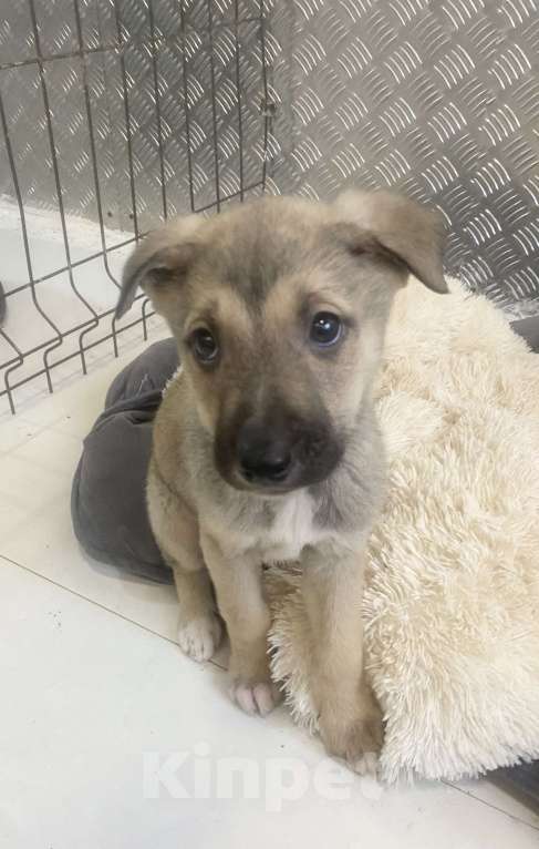 Собаки в Москве: Герда в добрые руки Девочка, Бесплатно - фото 5