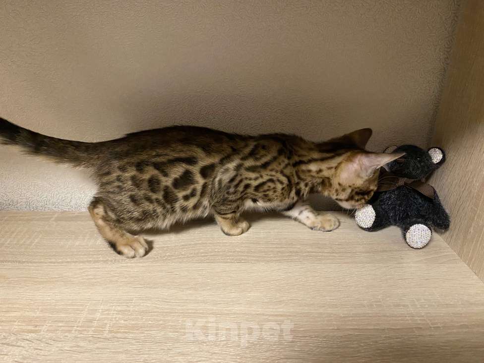 Кошки в других городах Московской области: Бенгальский котенок Мальчик, 17 000 руб. - фото 5