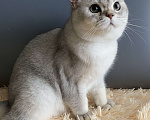 Кошки в Москве: Морошка  Мальчик, 25 000 руб. - фото 3