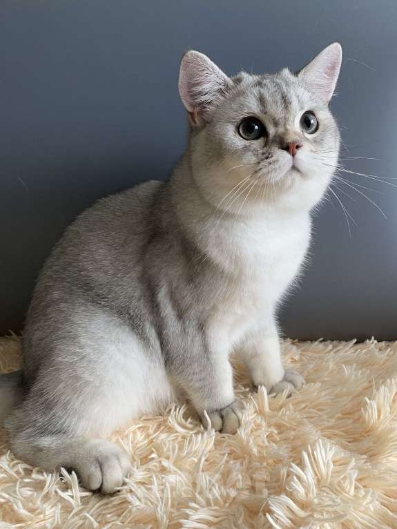 Кошки в Москве: Морошка  Мальчик, 25 000 руб. - фото 3