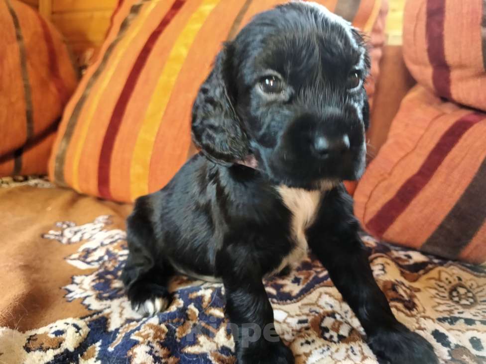 Собаки в других городах Московской области: Щенки английский кокер спаниель Мальчик, 22 000 руб. - фото 1