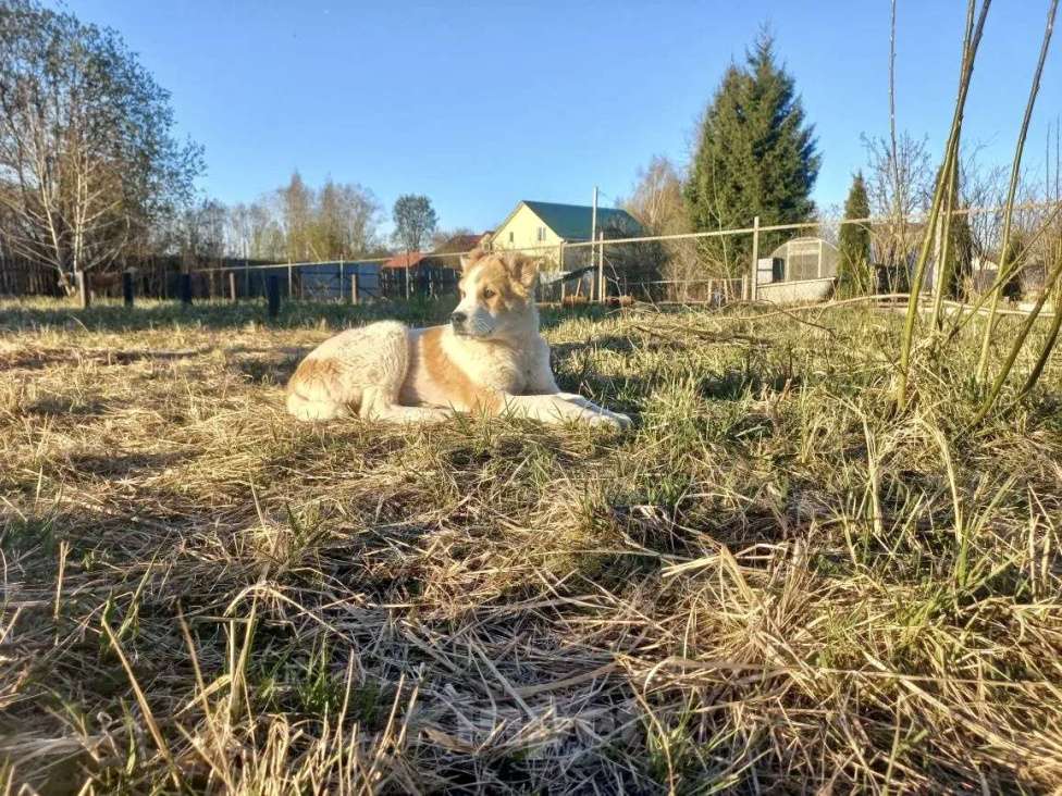 Собаки в Смоленске: Туркменские Щенки САО (алабай) Девочка, 30 000 руб. - фото 8