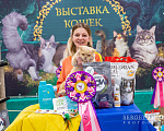 Кошки в Екатеринбурге: Британский кот Мальчик, 150 000 руб. - фото 2