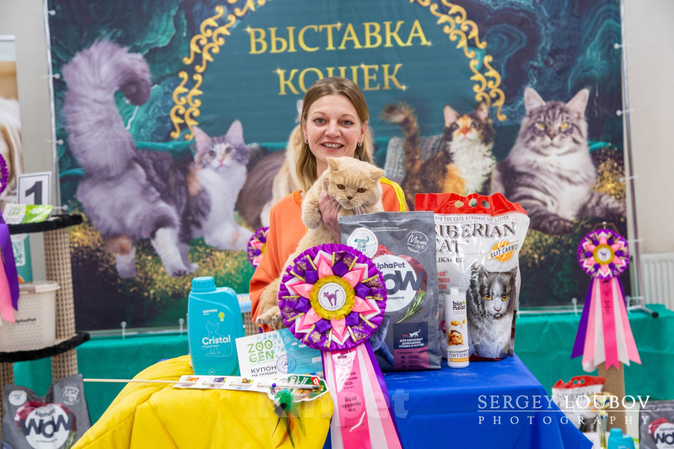 Кошки в Екатеринбурге: Британский кот Мальчик, 150 000 руб. - фото 2