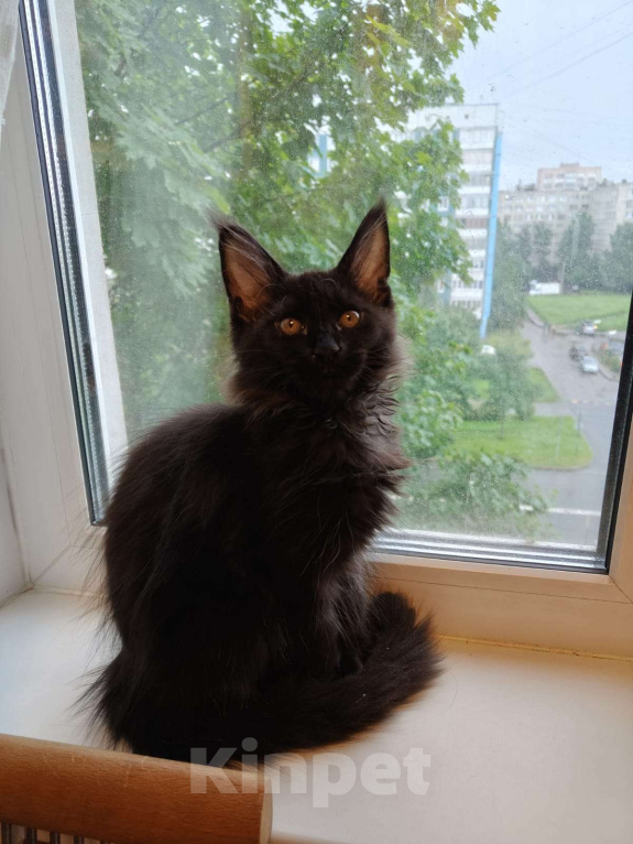 Кошки в Москве: Черная Королева Девочка, 35 000 руб. - фото 1