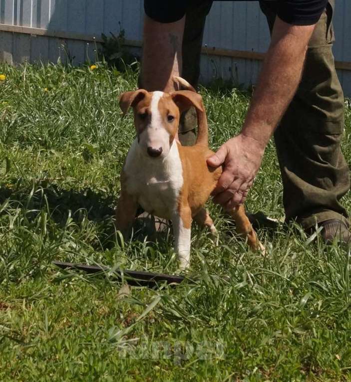 Собаки в Пушкино: крупный щенок стандартного бультерьера (Озборн) Мальчик, 80 000 руб. - фото 3