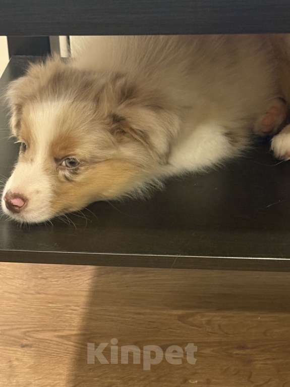 Собаки в других городах Ленинградской области: Мальчик красный мрамор  Мальчик, 60 000 руб. - фото 3