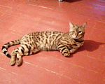 Кошки в Североморске: Бенгальский кот, вязка., 3 000 руб. - фото 4