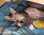 Кошки в Ачинске: Донской сфинкс продам, 4 000 руб. - фото 2