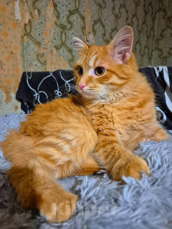 Кошки в Москве: Гай Юлий Цезарь Мальчик, Бесплатно - фото 9