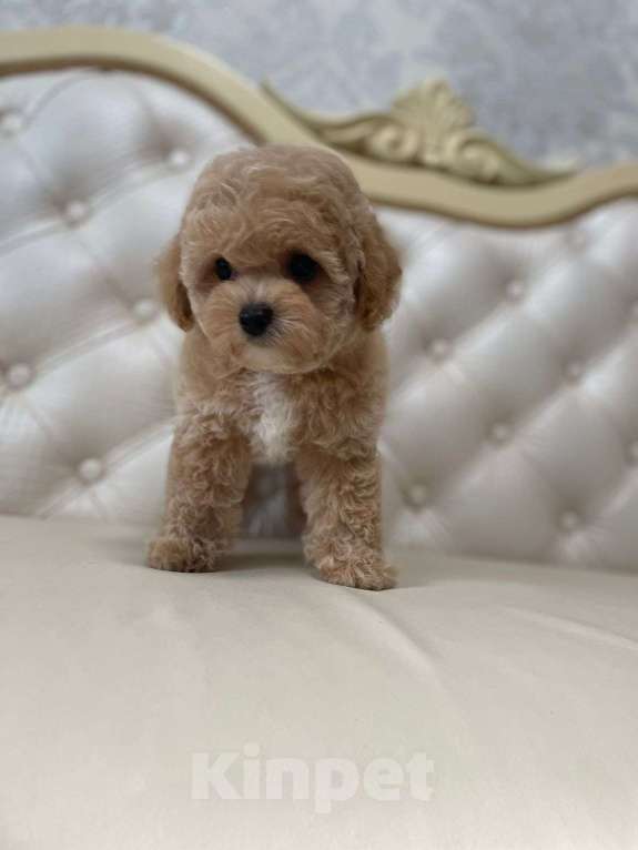 Собаки в Москве: Щенки Бишпу Девочка, 200 000 руб. - фото 3