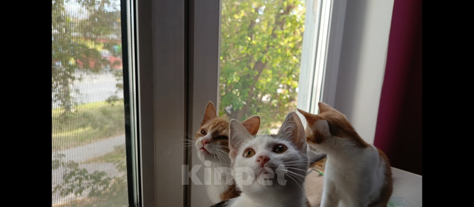 Кошки в Калуге: Котенок в добрые руки Девочка, Бесплатно - фото 5