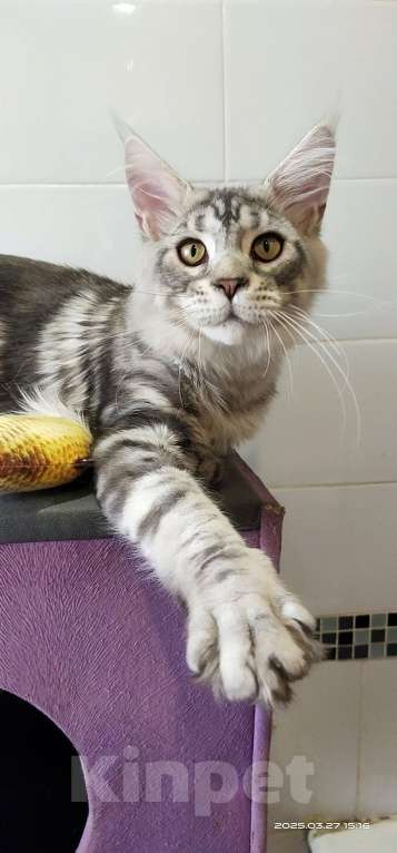 Кошки в Челябинске: Огромный серебряный мальчик Мальчик, 35 000 руб. - фото 5