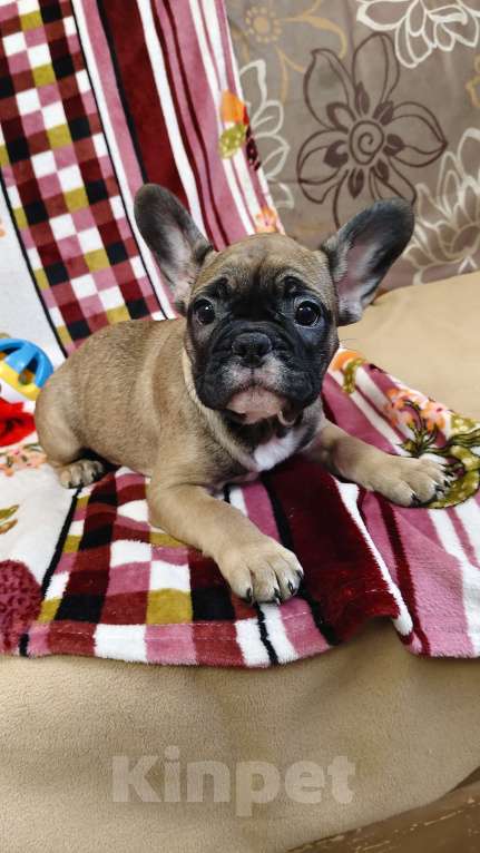 Собаки в других городах Нижегородской области: Продам щенков французского бульдога Разнополые, 40 000 руб. - фото 3