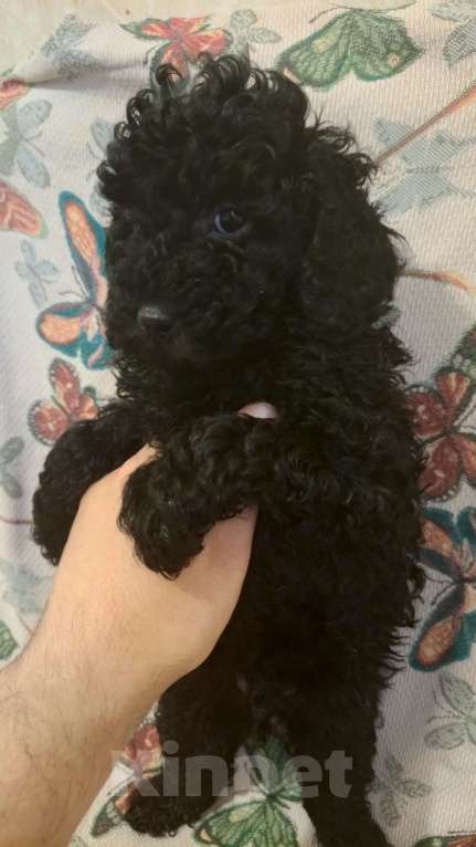 Собаки в Чайковском: Щенки той пуделя Разнополые, 30 000 руб. - фото 3