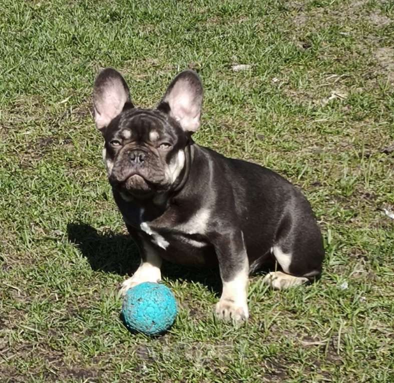 Собаки в других городах Московской области: Тотошка Мальчик, 50 000 руб. - фото 2