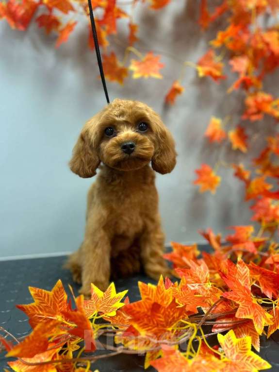 Собаки в Раменском: Мальтипу Девочка, Бесплатно - фото 3