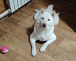 Собаки в других городах Московской области: Отдам в хорошие руки Мальчик, Бесплатно - фото 6