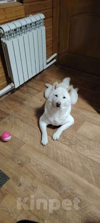Собаки в других городах Московской области: Отдам в хорошие руки Мальчик, Бесплатно - фото 6