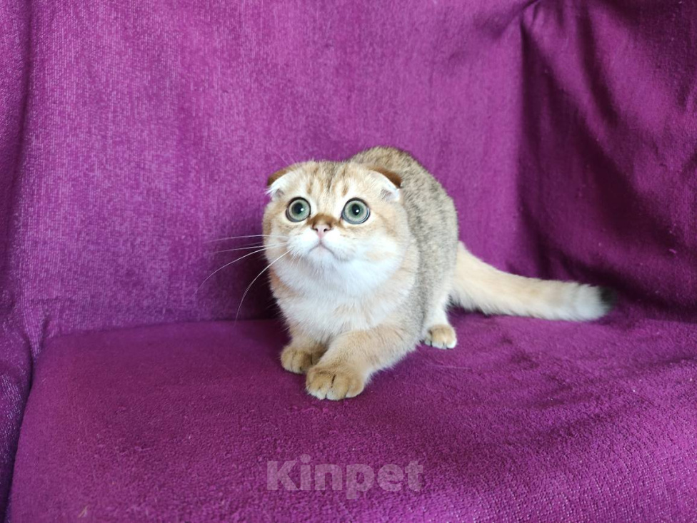 Кошки в Москве: Золотой вислоухмй котик Мальчик, 23 000 руб. - фото 6