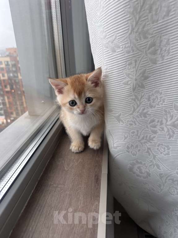Кошки в других городах Московской области: Котенок золотая британская шиншилла Мальчик, 40 000 руб. - фото 7