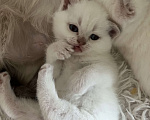 Кошки в Санкт-Петербурге: Мальчик  -глаза голубые,окрас solid-White  Мальчик, 20 000 руб. - фото 6