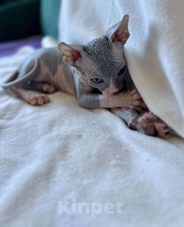 Кошки в Москве: Мальчик канадского сфинкса Мальчик, 45 000 руб. - фото 3
