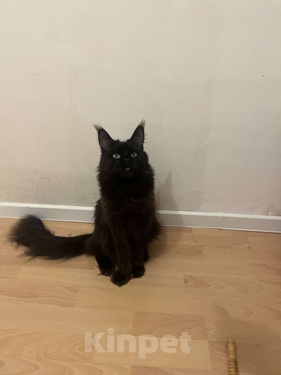 Кошки в Санкт-Петербурге: Вязка с Мейнкунихой Девочка, 7 000 руб. - фото 1