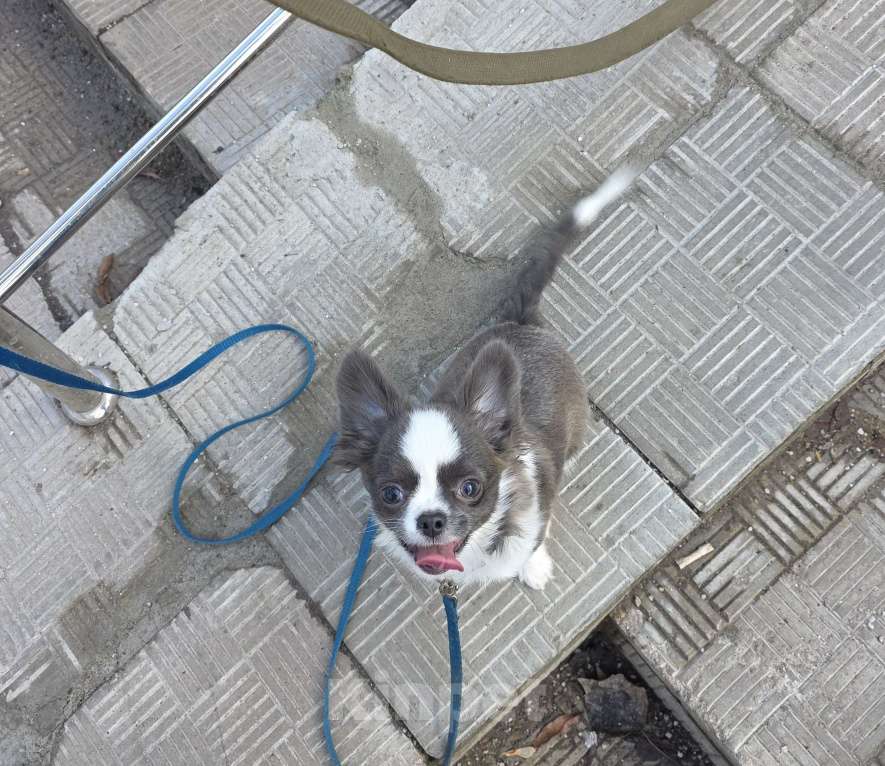 Собаки в Москве: Жизнь слишком коротка, чтобы прожить её без собаки Мальчик, 40 000 руб. - фото 8