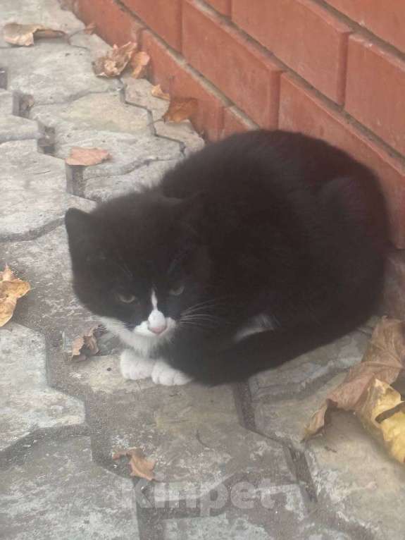 Кошки в Москве: Отдам котенка в добрые руки  Девочка, Бесплатно - фото 3