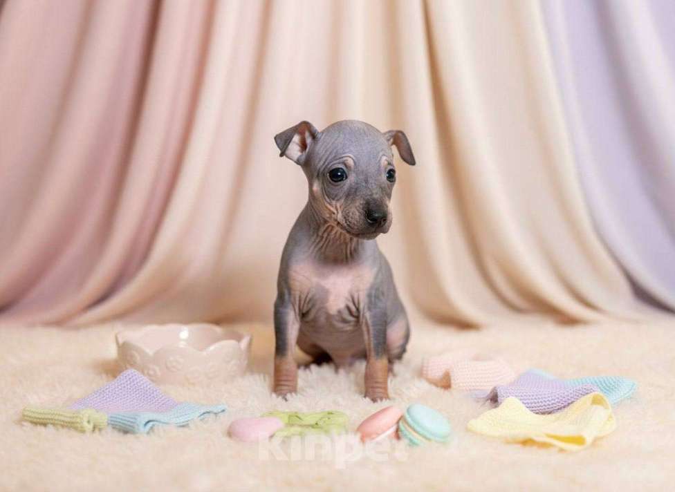 Собаки в Александрове: Щенки американского голого терьера Разнополые, Бесплатно - фото 1