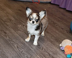 Собаки в Москве: Мраморный щенок чихуахуа Мальчик, 75 000 руб. - фото 5