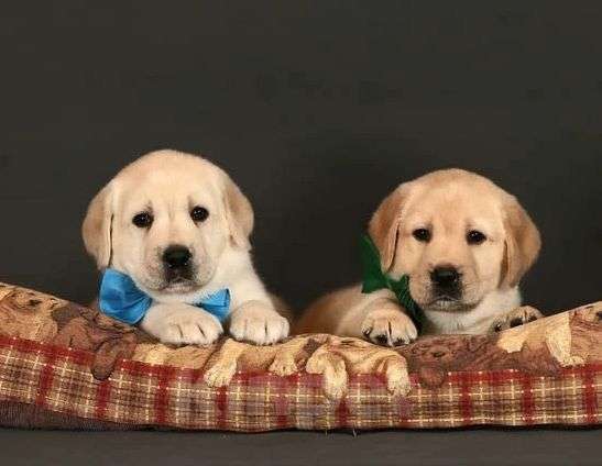 Собаки в Москве: Щенки лабрадора палевые Мальчик, 90 000 руб. - фото 1