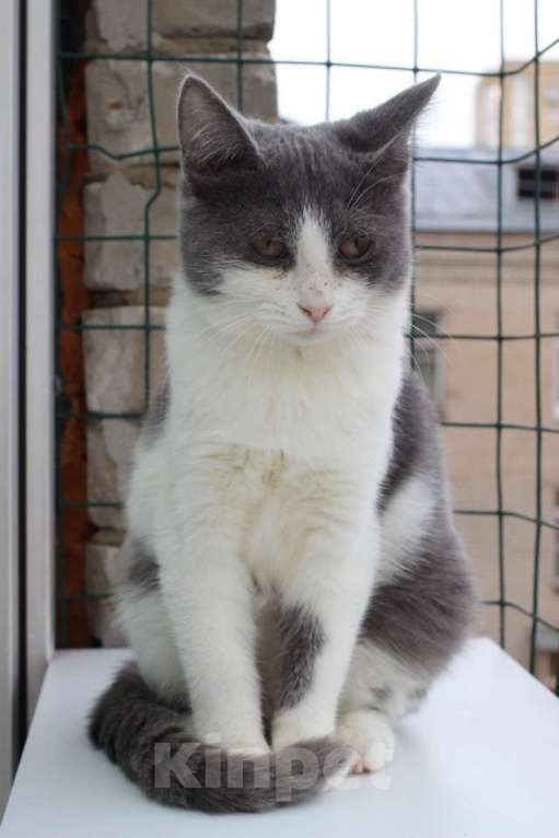 Кошки в Москве: Ласковая 6 мес кошечка Кася ищет семью! Девочка, Бесплатно - фото 4