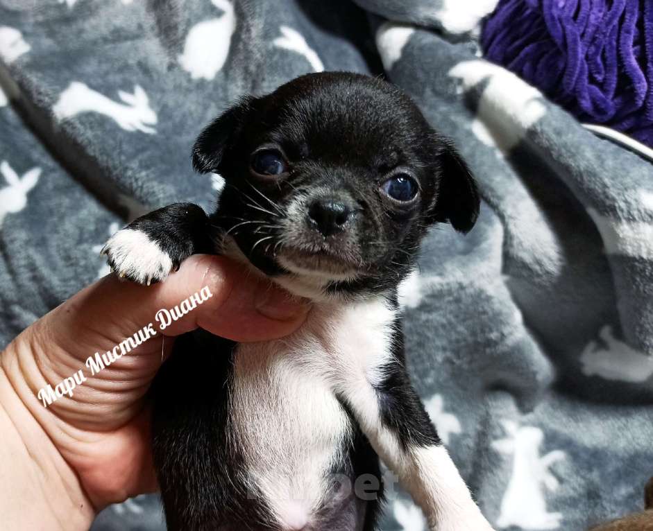 Собаки в Санкт-Петербурге: Чёрного окраса чихуахуа Диана ждёт Вас Девочка, 80 000 руб. - фото 1
