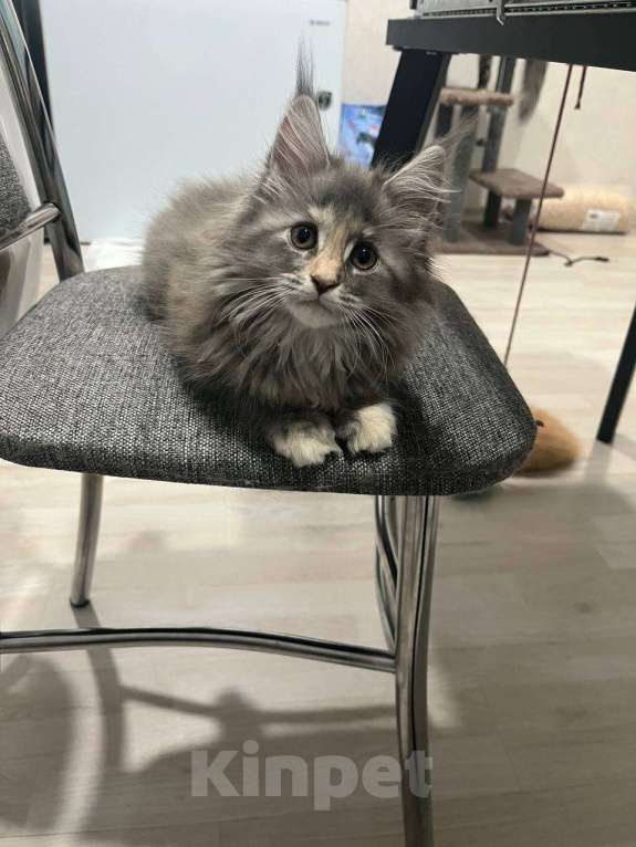 Кошки в Ахтубинске: Котята мейн-кун Девочка, 30 000 руб. - фото 1