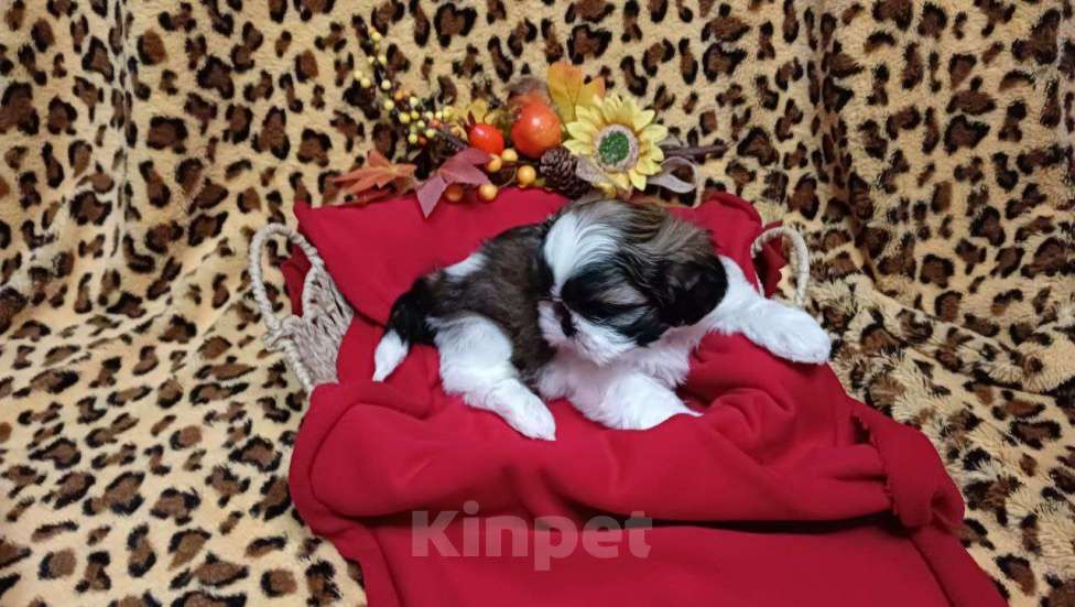 Собаки в других городах Краснодарского края: Очаровательные девочки и мальчики ши-тцу от титулованных родителей Мальчик, Бесплатно - фото 2