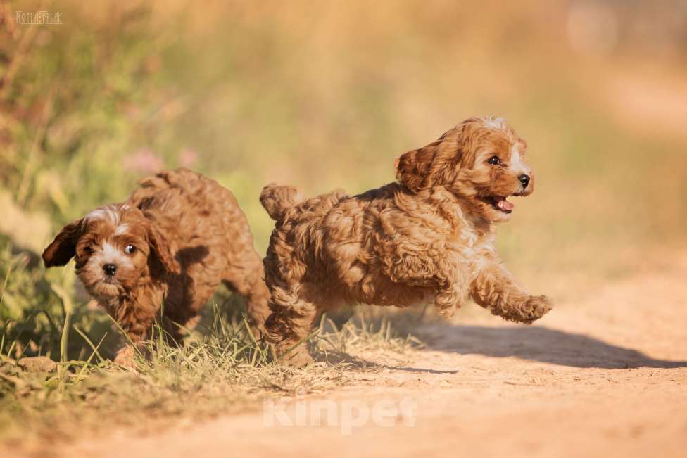 Собаки в Москве: КАВАПУ ПЛЮША Девочка, Бесплатно - фото 4