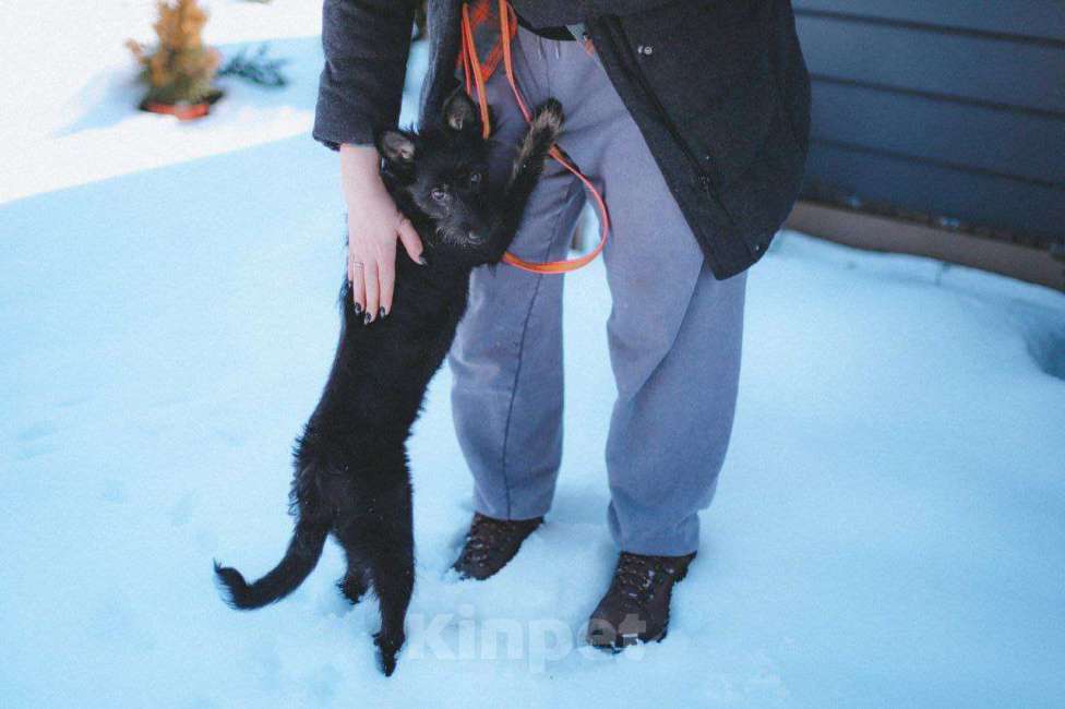 Собаки в Москве: Небольшая собачка Бонечка в добрые руки Девочка, Бесплатно - фото 3