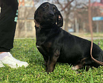 Собаки в Краснодаре: Такса метис  Мальчик, Бесплатно - фото 8