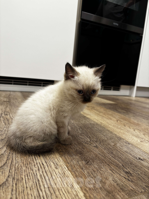 Кошки в Москве: Котёнок Гав  Девочка, Бесплатно - фото 4