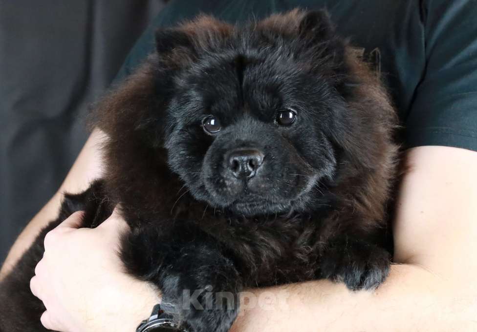 Собаки в Москве: Неповторимая девочка породы мини чау-чау! Девочка, 380 000 руб. - фото 3