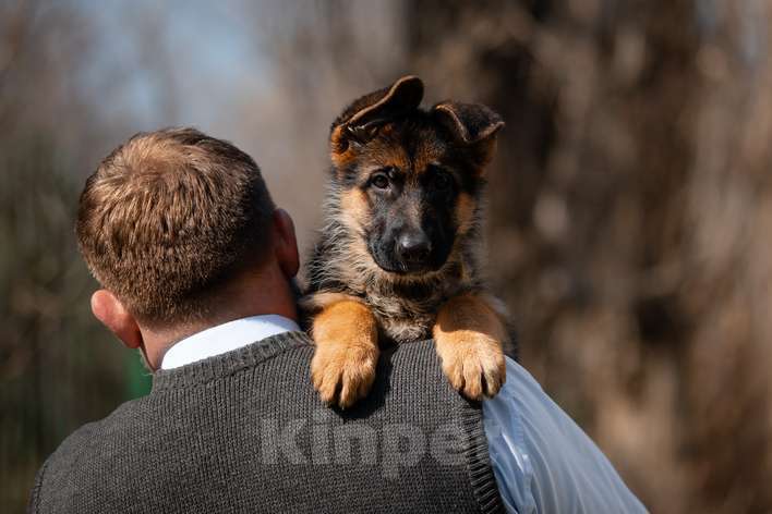 Собаки в Краснодаре: Щенки немецкой овчарки Разнополые, Бесплатно - фото 4