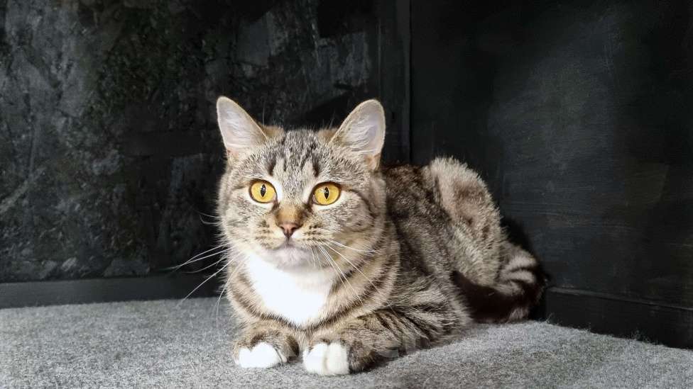 Кошки в Ставрополе: Коша в добрые руки. Девочка, Бесплатно - фото 4