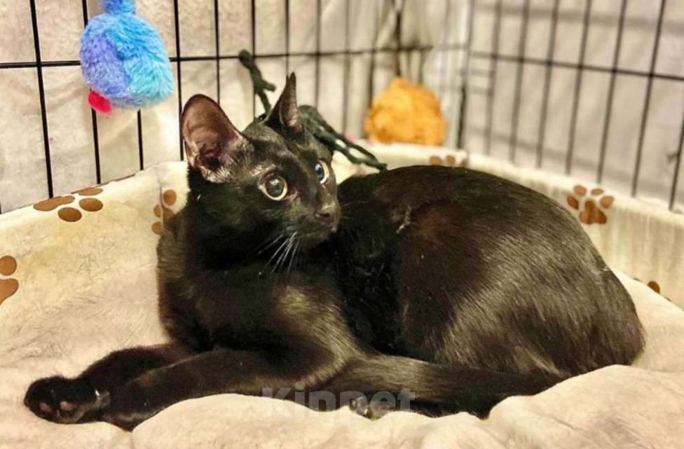 Кошки в Москве: Сиротка Сандра, кошка в добрые руки. Девочка, Бесплатно - фото 3