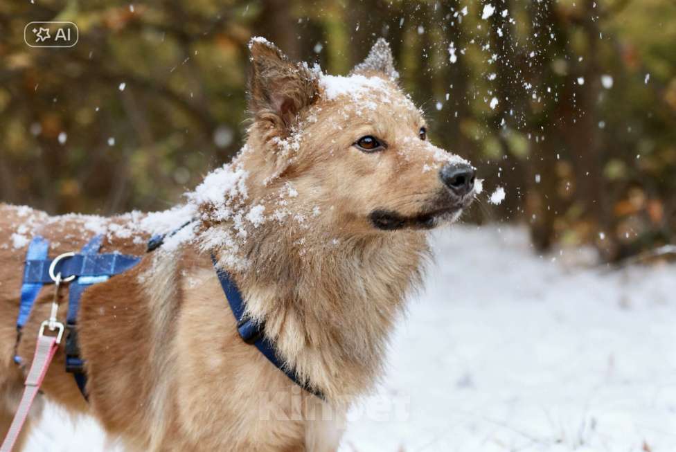 Собаки в Москве: Лёвушка в поиске надежного плеча Мальчик, Бесплатно - фото 4