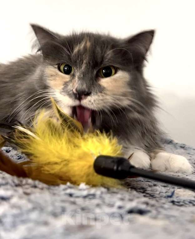 Кошки в Москве: Скромница Анфиса ищет дом Девочка, Бесплатно - фото 7